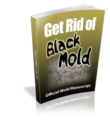 get rid of black mold