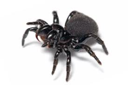 Aranha Mouse Spider @ EurekaMag.com