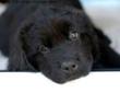 Winnipeg Humane Society Says Dog Adoption a Problem for Black Dogs -...