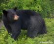 Bear-Hunting.org and Boarmasters Collaborate on Educational Bear Bait...