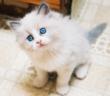 Bad Credit Loans for Emergency Pet Vet Bills and Medical Expenses