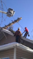 Swingle Crew Raises Tree from Roof