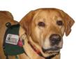 Keystone Human Services Presents A Weekend of Fun for Dog Lovers at...