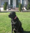 New Brunswick Resort the Algonquin Hotel Introduces Piper the Canine...