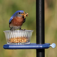 Bluebird Enjoying Mealworms