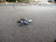 Sea Turtle Nesting Season Begins at Rosalie Bay, an Eco-Resort on...