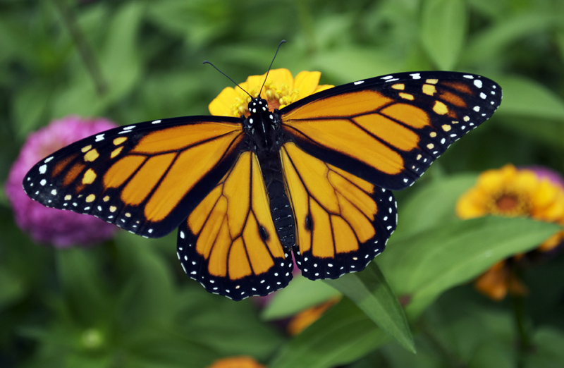 A Dangerous Decline in Butterflies  Start your Monarch Butterfly Garden Today, so they\u002639;ll be 