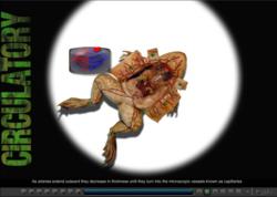 froguts virtual frog dissection