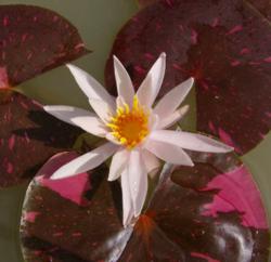 Arc en Ciel Water Lily