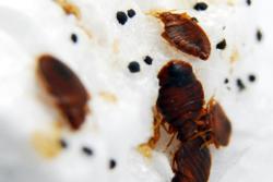 Experts Say Warm March Could Lead to Rise in Bed Bugs, BedBugBully.net ...