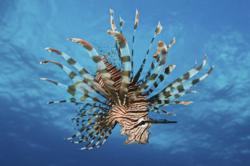 Lionfish displays its poisonous spines, Fiji.