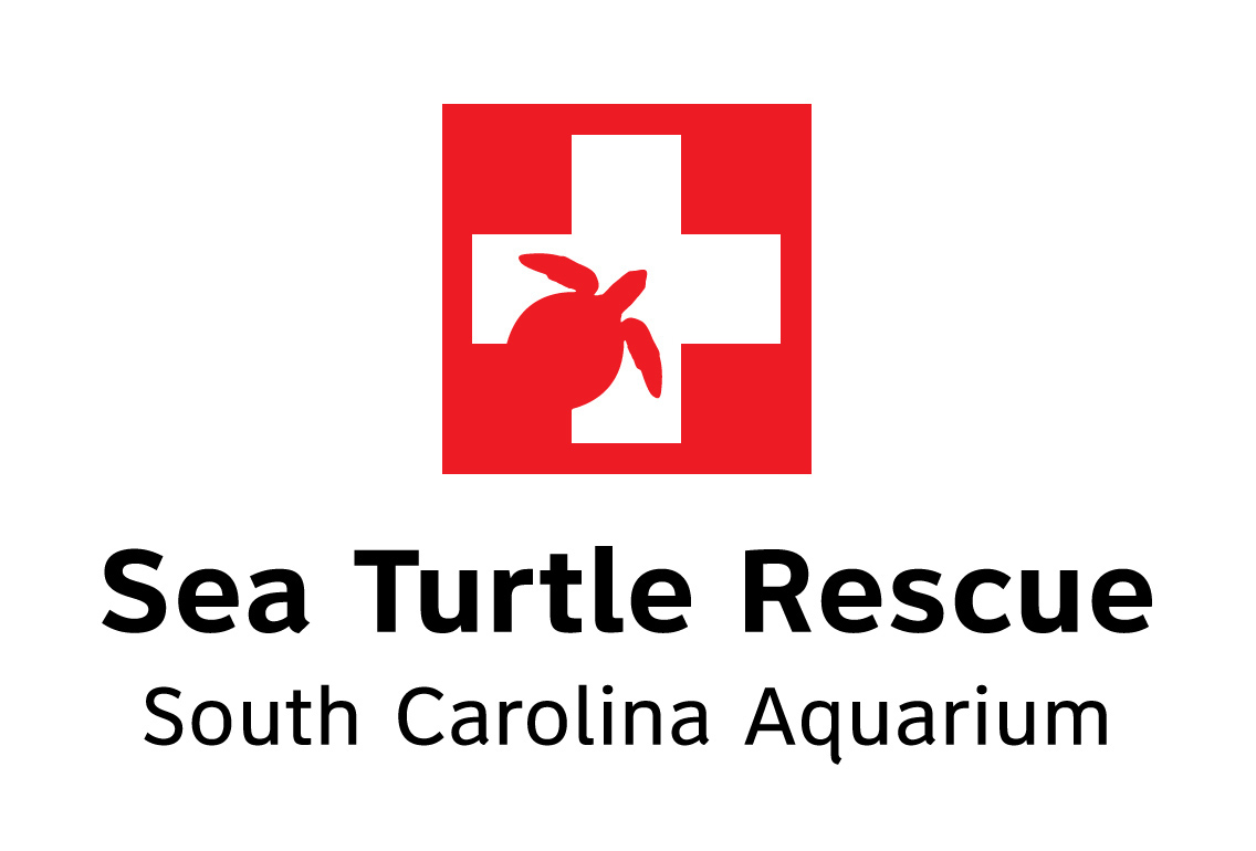 celebrate-the-end-of-summer-with-a-south-carolina-aquarium-sea-turtle