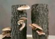Mother’s Day Shiitake Mushroom Logs Make Great Gifts for Gardening...
