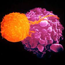 Immunology @ ScienceIndex.com