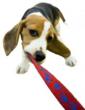 ConsumerBase Releases Updated Pet Industry Mailing Lists
