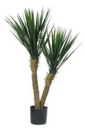 For the home, office or staging purposes, the Yucca tree can be a beautiful decoration.