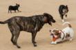 Tucson Dog Park Aggression Safety Tips