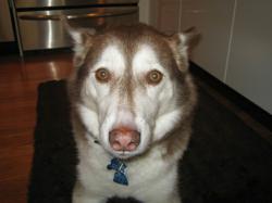 Frightened Dog During Holidays