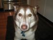 4th July Holiday, Dog Runaways Surge, Expert Tips To Keep Your Dogs...