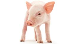 electronic swine feeding equipment and single source swine solutions
