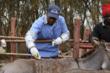 World Vets and Innovacyn Partner For Pilot Mission To Tanzania