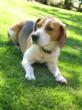 ConsumerBase Veterinary Mailing Lists Enhanced in Database