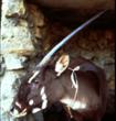 WWF: 20 Years After Its Discovery, Mysterious Mammal Continues to...