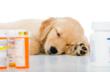Pets Best Insurance Reports its Top Most Costly Pet Insurance Claims