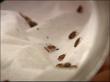 DC's Health Department Gets Bed Bug Visits, BedBugBully.com...