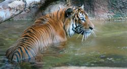 The Malayan Tiger - an Endangered Species - photo by Craig Kasnoff
