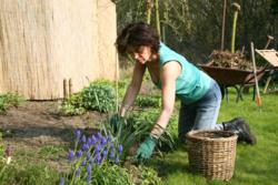 Women weeding in garden