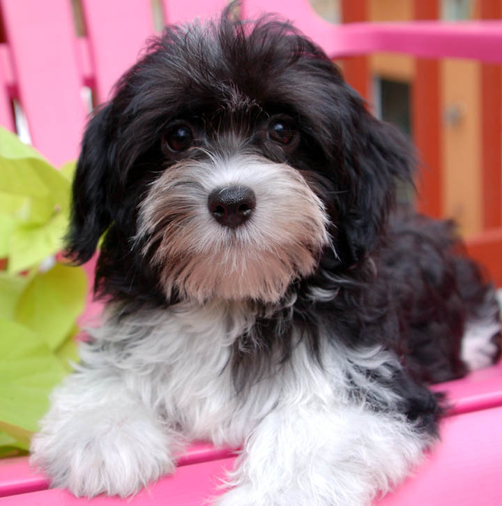 Havapoo Havanese Puppy Cut Grooming Haircut Styles Havanese Full - Main Image