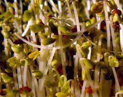 Broccoli Seeds