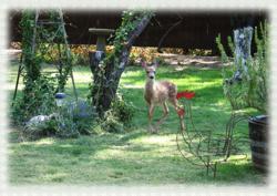 A deer visit A Haven of Rest Bed and Breakfast in Oakhurst, near Yosemite. www.Yosemitethisyear.com