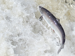 leaping salmon