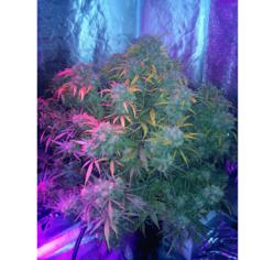 LED Grow Lights Record-Breaking Marijuana