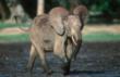 New Hope for Elephants Under Threat in Central Africa