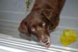 Pet Grooming in Pasadena Now Available at K9 Loft's New Location