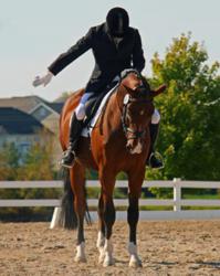 Rainman Dressage Photo