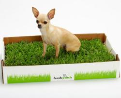 Dog Trainer Recommends New Dog Potty – A “Fresh Patch” of Real 