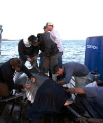 OCEARCH crew and scientists working on great white shark