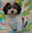 Pet Health Insurance: A Practical Investment, or the Newest Fad?