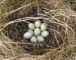 DU Applauds Senate Passing 2012 Farm Bill