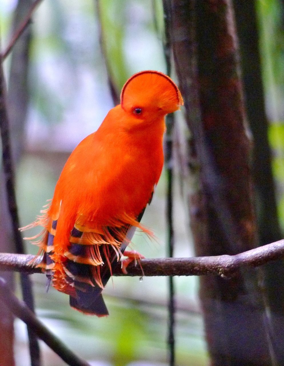 Adventure Life Reviews New Guyana Tours: Surama Village Eco-lodge 