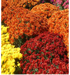 Fall Flower Carpet
