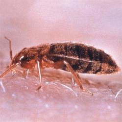 Pest Barrier Introduces a Green Bed Bug Formula