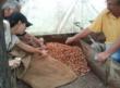 Feeling the heat of cacao fermentation in Ecuador