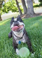 A Boston Terrier with pet insurance relaxes in the grass.
