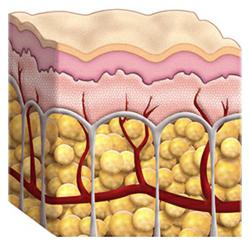 CelluMelt™ Debunks the 7 Most Common Cellulite Myths