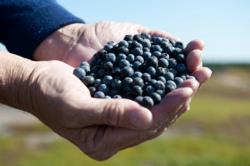 Image of Wild Blueberries in Hands